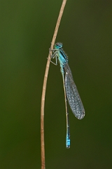David Plant Photography - Wildlife Photography - Scarce blue-tailed damselfly - F